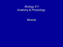 Gross Anatomy of Muscle