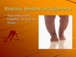 Muscles, tendons and ligaments