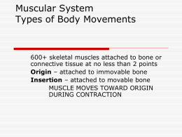 Muscular System Types of Body Movements