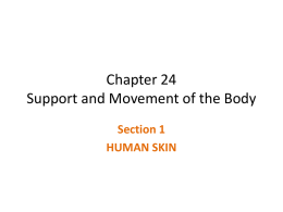 Chapter 24 Support and Movement of the Body