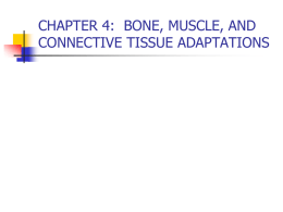 chapter 4: bone, muscle, and connective tissue adaptations