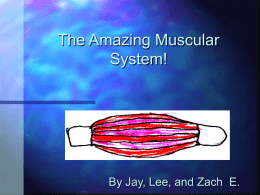 PowerPoint Presentation - The Amazing Muscular System