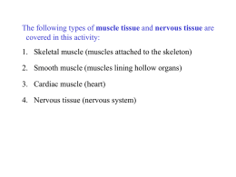 Exercise6A Muscular and Nervous tissues