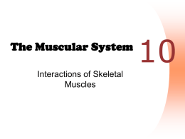 Notes - Muscles - Interactions
