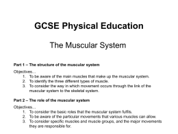 The Muscular System PPT