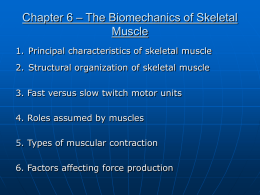 Chapter 6 – The Biomechanics of Skeletal Muscle