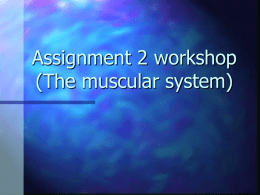 Assignment 2 workshop (The muscular system)
