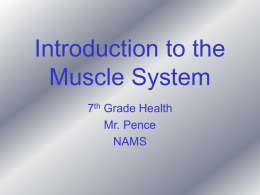Introduction to the Muscular System PowerPoint