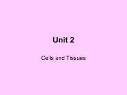 Unit 2 - Cells and Tissues
