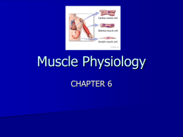 Muscle Physiology