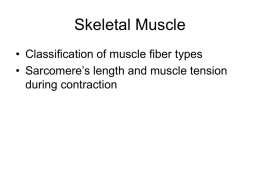 Chapter 12 Seletal Muscle C