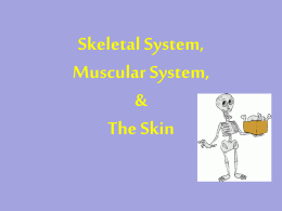 Skeletal System and Muscular System Slides