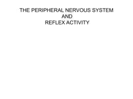 THE PERIPHERAL NERVOUS SYSTEM AND REFLEX ACTIVITY
