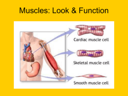 Muscles: Look & Function