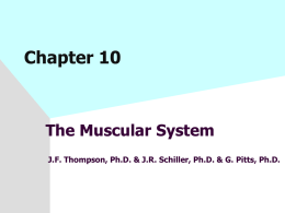 Chapter 10 - Muscle System