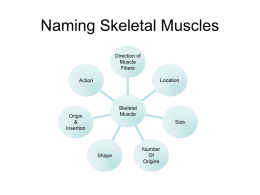 how muscles are named