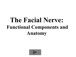 Functional Components of the Facial Nerve