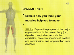 Do now 1 muscular system
