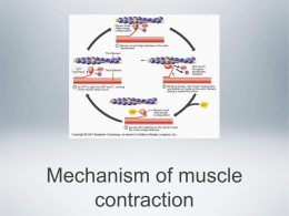 Mechanism of muscle contraction The sliding filament Theory The