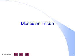 5-1 Muscular Tissue