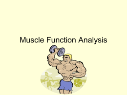 Muscle Function Analysis