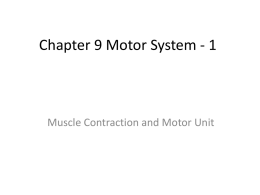 Chapter 9 Motor System