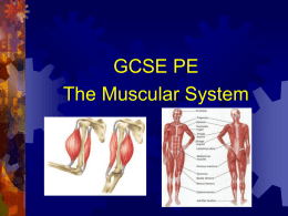 GCSE LESSONS MUSCLES 26TH SEPTEMBER