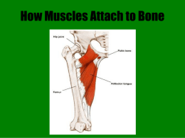 How muscles attach to bone