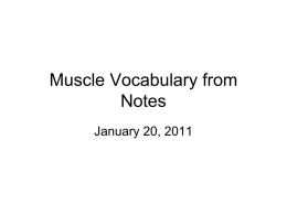 Muscle Vocabulary from Notes