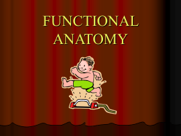 functional anatomy - WGPC