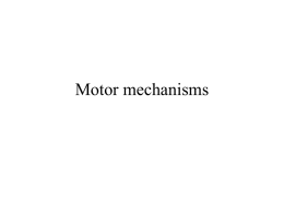 Lecture 15 -continued Sensory and motor mechanisms