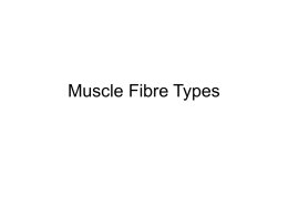 Muscle Fibre Types - Blyth-Exercise