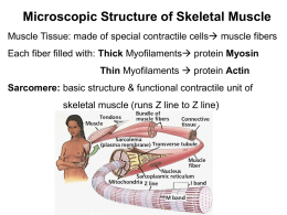 Muscular System Part 2 Microscopic Contraction