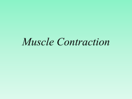 46_Muscle contraction