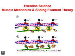 Muscle Mechanics & Sliding Filament Theory