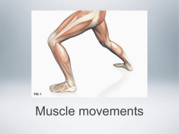Muscle movement and exercise  - Kleins