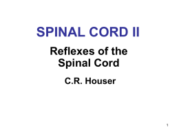 SPINAL CORD I