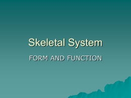 Skeletal System - School District of La Crosse