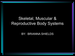 Body System Show 3