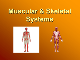 Muscular and Skeletal system