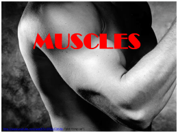 New Muscle Power Point