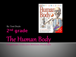 2nd grade The Human Body