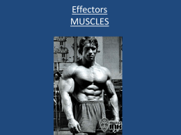 Effectors MUSCLES