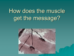 How does the muscle get the message?