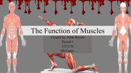 The_Function_of_Muscles - Mater Academy Charter Middle/ High