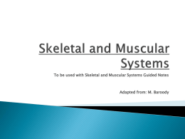 Skeletal and Muscular Systemsx