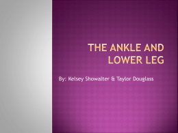 Chapter 19 Ankle/Lower Leg