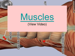Muscles - AP Bio Take 5