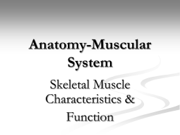 Anatomy-Muscular System