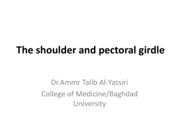 The shoulder and pectoral girdle